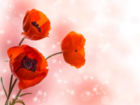 Three poppy Stock Photos