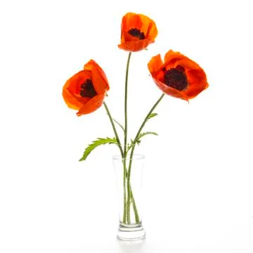 Three poppy Stock Photos