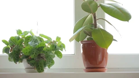Three pot plants on windowsill Stockbeeldmateriaal 82496734