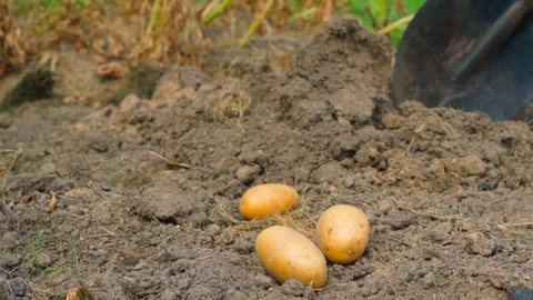 Three potatoes lie close-up against the background of a shovel digging the Stock Footage 259682424