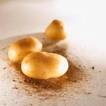 Three potatoes Stock Photos