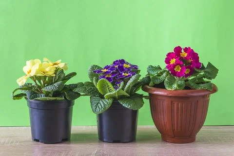 Three pots with primula flowers on the table in front of green background; .. Stock Photos