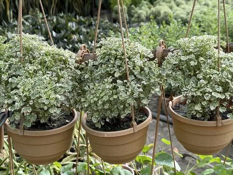 Three potted aralia plants dangle from brown ropes, showcasing dense foliage  写真素材