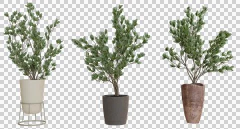 Three potted decorative trees in planters Stock Photos
