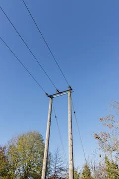 Three Power Lines Terminating at a Twin Pole Structure 스톡 사진