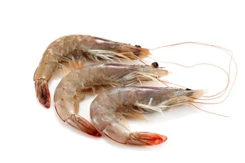 Three prawns crude Stock Photos