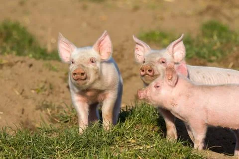Three pretty piglets in free range Stock Photos