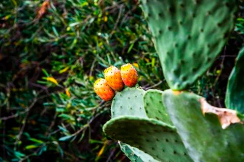 Three prickly pears Stock Photos
