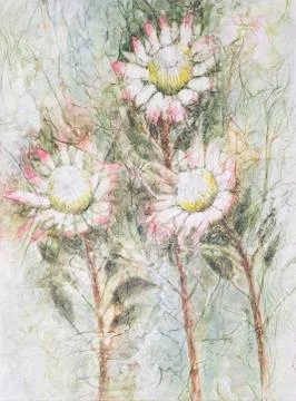 Three Protea Flowers Stock Illustration