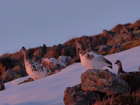 Three Ptarmigan in the Scottish Hills 库存影片 80896455