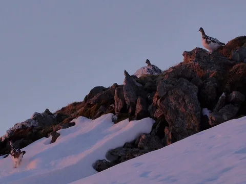 Three Ptarmigan in the Scottish Hills 库存影片 80896717