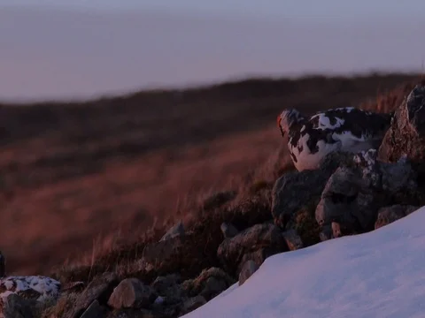 Three Ptarmigan on a snowy hillside: two running and one walking. 库存影片 80897514