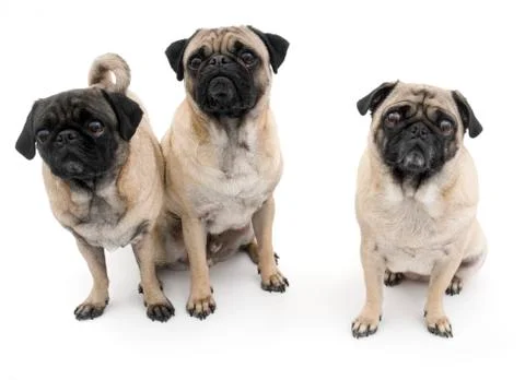 Three Pugs 库存照片