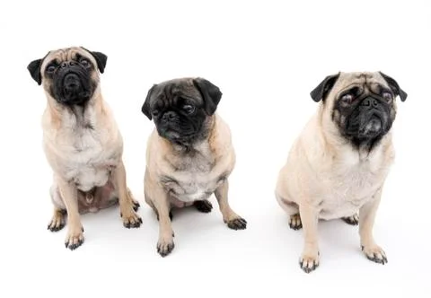 Three Pugs 库存照片