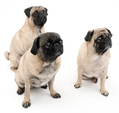 Three Pugs 库存照片