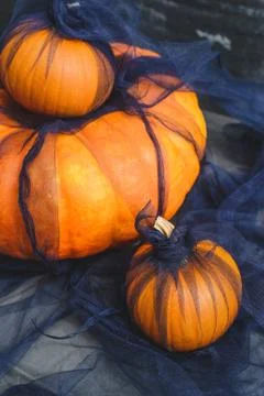 Three pumpkins on a black background Stock Photos