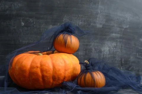 Three pumpkins on a black background Stock Photos