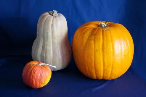 Three pumpkins of different varieties on the table.ripe harvest. Photos