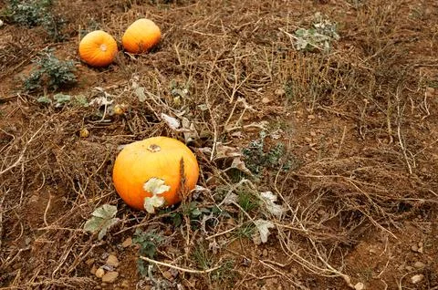 Three pumpkins on dry soil. Stock Photos
