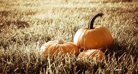 Three pumpkins on a field against a background of grass. Thanksgiving day Stock Photos