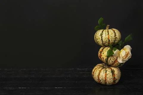 Three pumpkins with flower rose on textural black background, halloween celeb Stock Photos