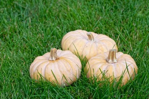 Three pumpkins on the grass Stock Photos