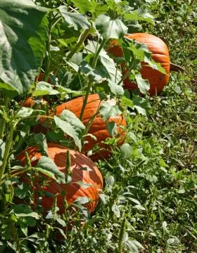 Three Pumpkins Stock Photos