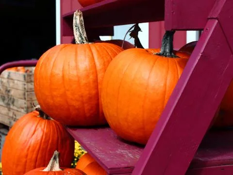 Three Pumpkins On A Purple Stand Stock Photos