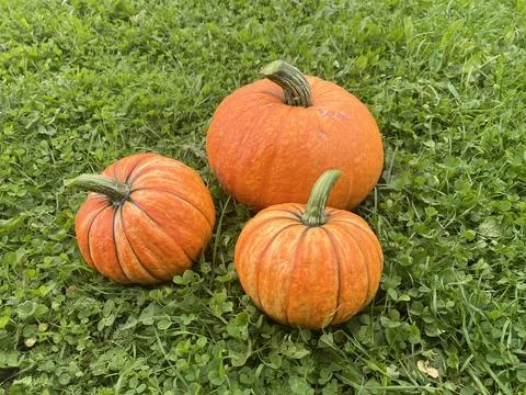 Three pumpkins resting on green grass in an outdoor setting during the autu.. Stock Photos