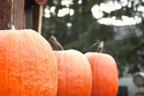 Three Pumpkins In A Row Stock Photos