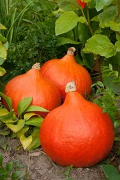 Three pumpkis Stock Photos