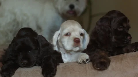 Three puppies American cocker spaniel Video stock 24936030