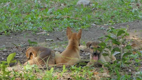 Three puppies dog. Stock Footage 111447496