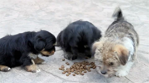 Three puppies eating Stock Footage 42406489