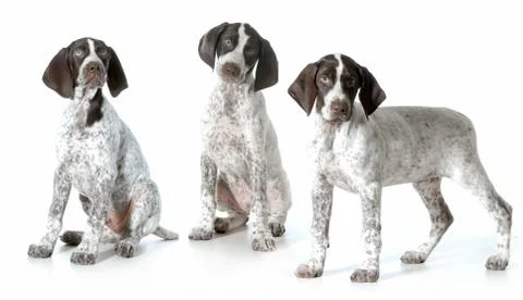 Three puppies Stock Photos