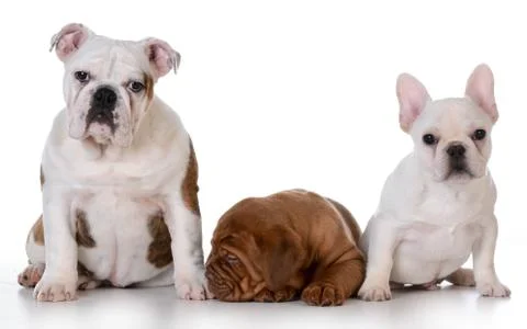 Three puppies Stock Photos