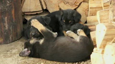 Three puppies playing in a barn Stock Footage 20441676
