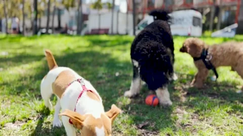 Three puppies playing in a park Video stock 162656790