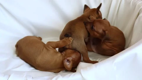 Three puppies from the same brood are playing with each other. Stock Footage 190496147