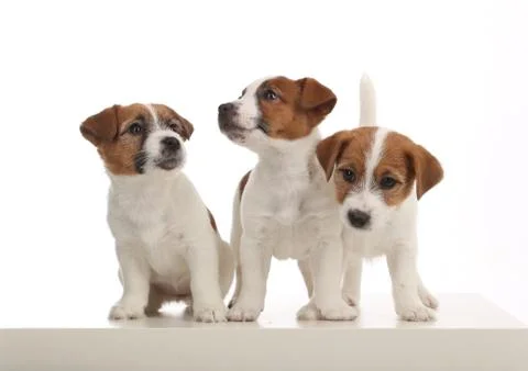 Three puppies. White background Stock Photos
