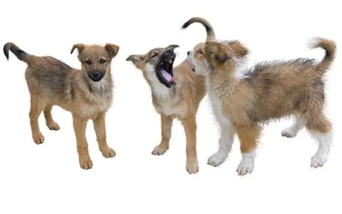 Three  puppy Stock Photos