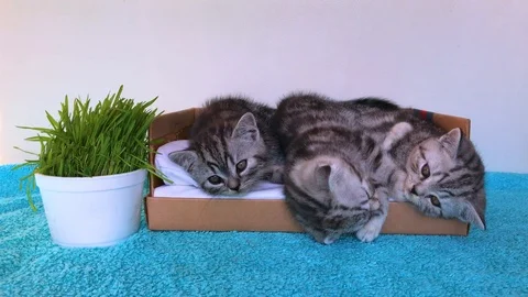 Three purebred Scottish fold and straight silver tabby kitten lie on a tiny bed. Video stock 93715573