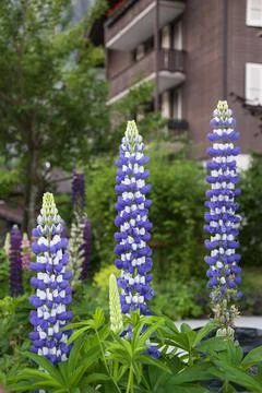 Three purple big long vertical flowers Stock Photos