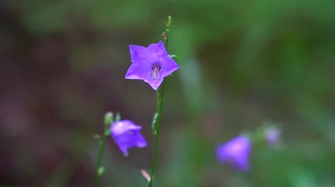 Three purple blossoms in the forest Stock Footage 64771609