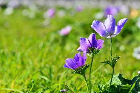 Three purple coronaria Stock Photos