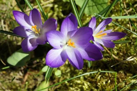 Three purple crocuses Stock Photos