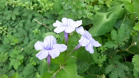 Three Purple Flowers Stock Footage 258813085