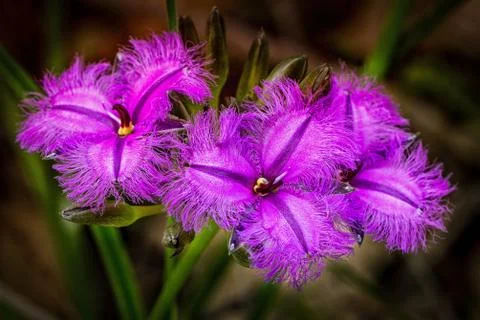 Three purple Fringe Lily Flowers Stock Photos