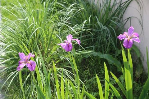 Three purple iris flowers growing in a landscaped garden bed with tall gree.. Stock Photos