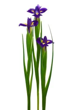 Three purple iris Stock-Fotos